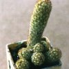 Mammillaria_elongata_2